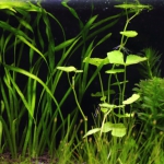 植栽から5日目　スクリューバリスネリア